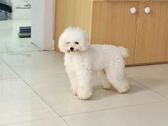 -翊宠yipet猫狗购宠庄园犬舍•猫舍