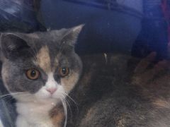 -伟伟宠物医院·CT影像中心·瑞派犬猫综合性门诊(汉口总院)