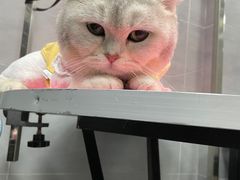 -宠福鑫康馨动物医院·骨科·眼科