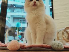 -momokira米努特·德文卷毛猫·棉花面纱犬