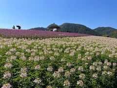 -径山花海