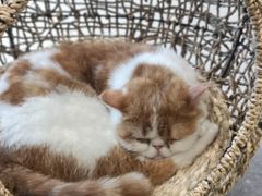 -飞行喵MR PILOT|猫舍·猫咖(静安大融城店)