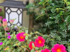 -龙大花卉苗木市场