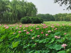 -东郊湿地公园