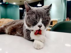 -安格丽娜·狗咖·猫咖羊驼咖(春熙路百盛商场店)