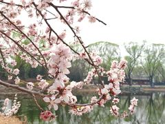 -颐和园