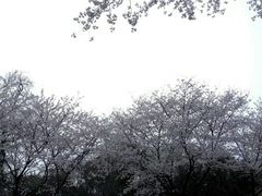 -武汉大学-樱园