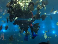 -瑞德姆美人鱼海底演艺主题餐厅(亚龙湾店)