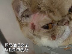-宠爱国际动物医院· 猫科· 外科·中兽医(长白店)