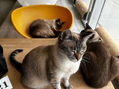 -藏猫猫咖啡主题馆(中央大道店)