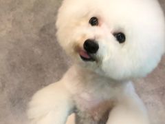 -小尾巴宠物店(万科·金域华庭店)