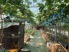 -马陆小张葡萄园农家乐