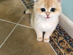 -东方名猫馆·英短金渐层布偶猫舍(环线广场1号楼店)