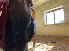 -北京群众马术培训基地