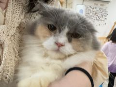 -楼上猫咖(罗湖店)