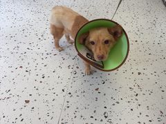 -瑞派康怡24h宠物医院·犬猫医疗中心·微创绝育(瑞景分院)