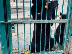 -栾川竹海野生动物园