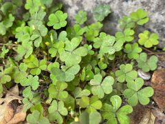 -天祥斋老北京八大碗烧烤家常菜(田村店)