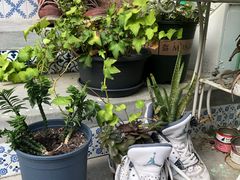 -有猫主题·治愈系猫咖(曾厝垵店)