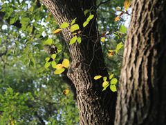 -上海佘山国家森林公园天马山园