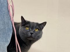 -鼓捣猫呢主题猫咖店