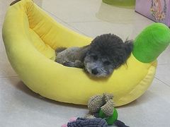 -宠福鑫康馨动物医院·骨科·眼科