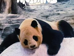 -广州长隆野生动物世界