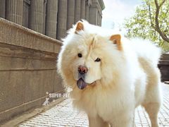 -超宠爱宠物摄影-Super pet