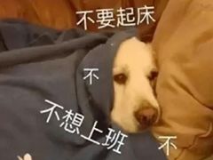 -振鼎鸡(丰庄路店)