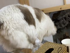 -白兔子密室(长寿路店)
