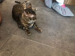-飞行喵MR PILOT|猫舍·猫咖(静安大融城店)