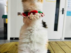 -东莞宠友24H宠物中心医院·转诊夜诊·异宠(新河北路院)