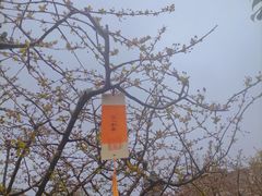 -江宁织造博物馆