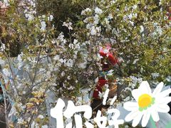 -循礼门鲜花花市(武汉循礼门店)