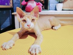 -十年猫舍·猫咪专门店(普陀店)