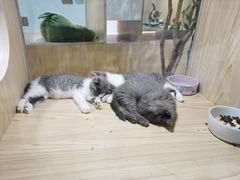 -屋虎猫馆(宝安大仟里店)
