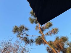 -红梅公园