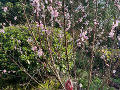 -桃花岛景观公园