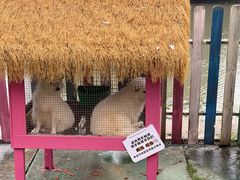 -上海佘山世茂艾美酒店