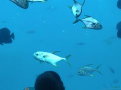 -瑞德姆美人鱼海底演艺主题餐厅(亚龙湾店)