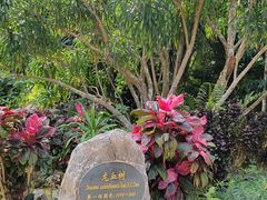 -中国科学院西双版纳热带植物园