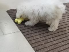 -爱妮康宠物医院·干细胞免疫细胞·肿瘤·心脏(张江店)