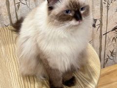 -楼上猫咖(罗湖店)