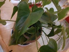 -蛙一刀·麻椒鱼火锅(金仙桥店)