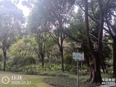 -金花茶公园