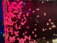 -欢乐海岸海洋奇梦馆