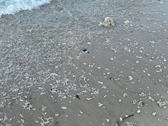 -贝壳沙滩