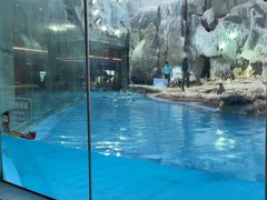 -帝企鹅自助餐厅•儿童岛•真企鹅(长隆企鹅酒店)