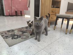 -喵园·猫主题咖啡厅·撸猫·猫咖(国贸店)