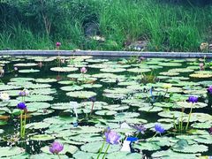 -池杉湖湿地公园